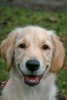 portrait de une d'or retriever chien chiot. le chien est content content et sourit. bouche ouvrir, crocs visible. vert herbe Contexte flou. oreilles pendre bas. photo