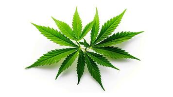 cannabis feuilles sur blanc Contexte. ai généré photo