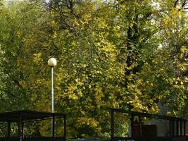 l'automne arbre couronne de vert et Jaune feuilles photo