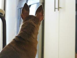 chien dans le cuisine est à la recherche tout droit devant avec le sien oreilles ragaillardi en haut photo