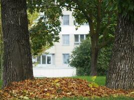 pile de Orange feuilles entre le des arbres sur le vert herbe photo