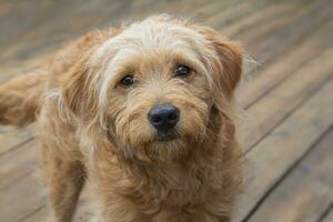 d'or retriever caniche chiot mélanger fermer photo