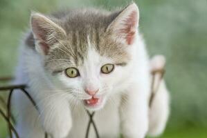 gris et blanc chaton bloque en dehors de une panier dans une jardin photo