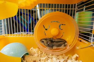 une dzungarien hamster fonctionnement dans une Jaune roue dans une cage. haute qualité Photos