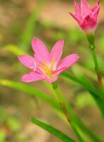 Terre fleurs de lys- épanouissement magnifiquement dans le pluvieux saison, plante et décorer votre jardin à Regardez Naturel et romantique. photo