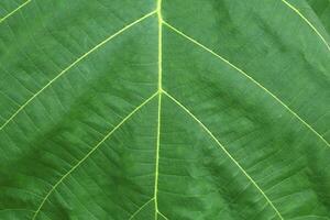 une fermer de une grand vert teck arbre feuille et une magnifique Naturel modèle pouvez être vu comme une sève canal, et le Naturel synthèse de lumière du soleil est une modèle établi par la nature dans une fermer. photo