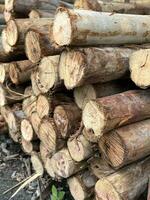 bûches de bois dans la forêt photo
