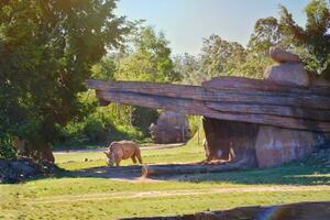 rhinocéros et architecture rochers dans le Extérieur zoo lumière du soleil dans le soir forêt Contexte. photo