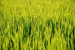 vert riz des champs regards Frais et magnifique avec doux Jaune lumière du soleil, arrière-plan des champs, pittoresque blé des champs, proche en haut, Matin soleil, coucher de soleil. photo