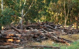 tronc de bois coupé dans la nature photo