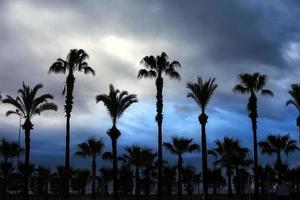 silhouette de palmiers et les nuages derrière photo