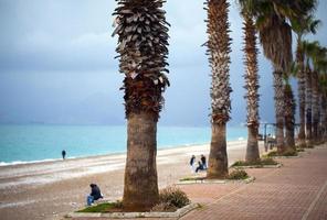 palmiers et bord de mer photo