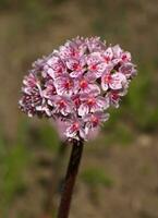 darmera peltata, rhubarbe indienne ou plante parapluie photo