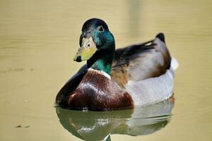 colvert canard sur une étang photo