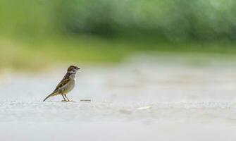 Masculin moineau sur le sol photo