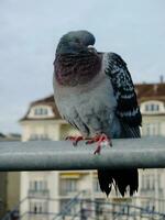 pigeon dans la ville photo