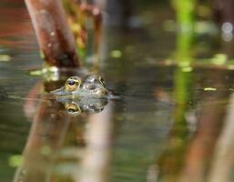 grenouille dans un étang photo