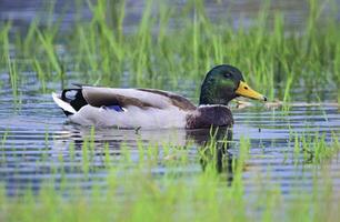 Masculin colvert canard flottant sur le l'eau photo