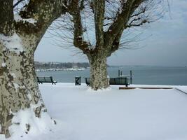 arbres en hiver photo