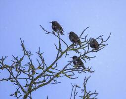 commun ou européen étourneau des oiseaux, sturnus vulgaris photo