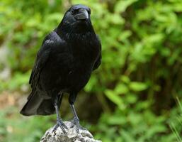 noir corbeau sur une Roche photo
