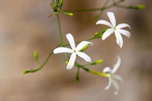 fleur connue sous le nom de jasmin de Madagascar photo