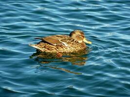 colvert canard dans l'eau photo