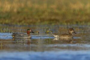 couple de eurasien sarcelles ou commun les sarcelles, anas crecca, canards photo