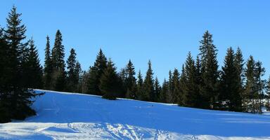 sapin des arbres par hiver photo