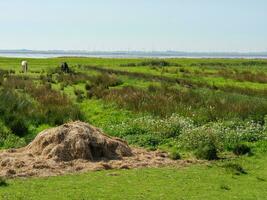 l'ile de langeoog photo