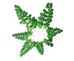une vert plante avec feuilles sur une blanc arrière-plan, moringa feuilles, photo