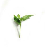 vert feuille isolé sur blanc arrière-plan, vert feuilles de tropical vert monstera feuille isolé sur blanc arrière-plan, photo