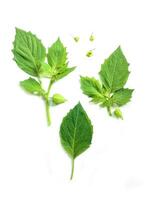 Trois vert feuilles sont montré sur une blanc surface, vert feuille isolé sur blanc arrière-plan, vert feuilles photo