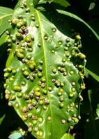 maladies sur goyave feuilles photo