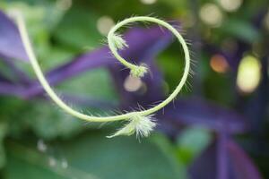 une proche en haut de une plante avec une spirale forme photo