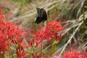 iridescent papillons et rouge araignée fleurs de lys photo