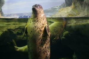 une joint est nager dans un aquarium photo