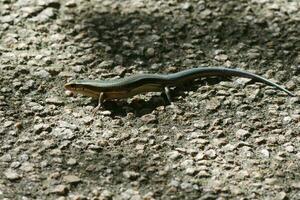 une petit lézard sur le sol avec une longue queue photo