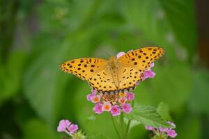 Orange papillon avec Pointé ailes dans le sauvage photo