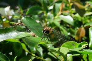 une libellule sur une feuille dans le jardin photo