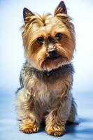 Jeune exposition Yorkshire terrier dans studio intérieur photo