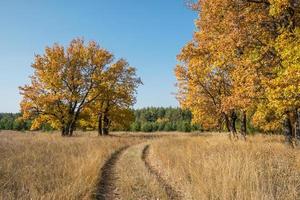 chemin de terre à travers un champ parmi les chênes en automne. photo