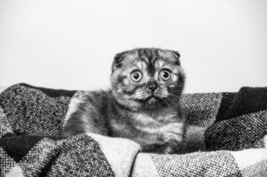 gris chat avec magnifique yeux sur une gris Contexte. photo