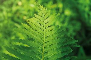 vert fougère comme une Naturel Contexte. une feuille de une plante. photo