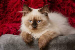 une chat de le neva mascarade race. le chaton est mensonge sur ses canapé. photo