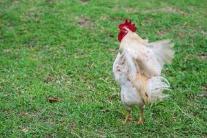 poule blanche marchant dans la ferme de la nature. photo