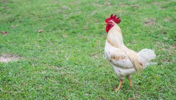 poule blanche marchant dans la ferme de la nature. photo