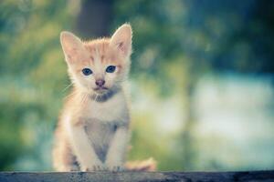 chaton assis regardant quelque chose. photo