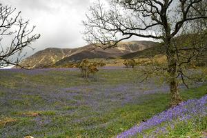 jacinthes de rannerdale en pleine floraison photo