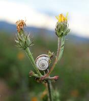escargot coquille entre deux fleurs photo